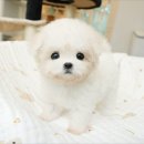 아!미덕감반려가족호텔링 | 안성강아지분양 전문적인 애견샵