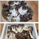 미루농원 | 포천 숲속우산 버섯농원이 길러낸 상느타리 버섯 구매하여 올려진 느타리 요리 후기 글
