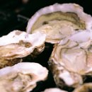 완도전복사료 이미지