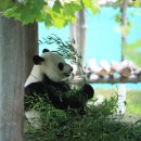 팬더 이미지