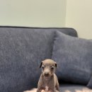 라이언펫 수원광교동물병원 이미지