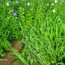 성립농장 이미지