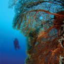 맑은 시야와 아름다운 산호초, 필리핀 스쿠버다이빙 여행 1 이미지