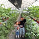 대산2농장 | 용인 아이랑 가볼만한곳 포레스트벨 딸기체험 동물먹이주기 주말나들이 후기