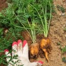 화영농장2 이미지