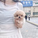 플라워퍼피 이미지