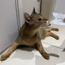 더케이동물병원 | 인천 용현동 동물병원 반려묘를 위한 병원 선택? 이렇게만 해주세요