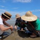 함초농장 이미지