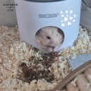 코코실업 | D+10 푸딩이 근황 , 용품 간식 구입후기( ⩌⩊⩌)✧