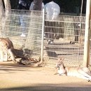 (주)럭키차이나 | 2일차] 여행 1년만에 후기쓰다. 페더데일동물원/블랙...자매봉/로라마을/바질넛/차이나타운/woolworth마켓