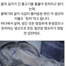 "장치"라는 물고기를 아시나요 이미지