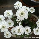 이베리스 이미지