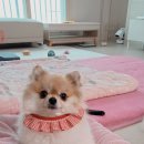 내마음의 동물병원 이미지