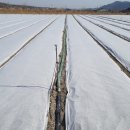 경북깐마늘 이미지