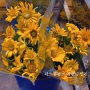 델리키아 이미지