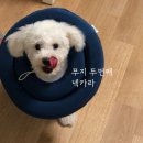 아름켄넬 | 위해 샀다, 무지의 두 번째 넥카라 아르르 &#39;UFO넥카라&#39; 리뷰 겸 중성화 후기 (긴 내용 주의! 화남 주의!)