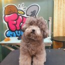 도그핏애견샵 이미지