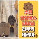 라쿠키테리아