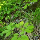 산삼고을 이미지