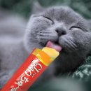 배부른고양이 이미지