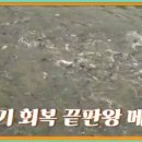 메기대감 이미지