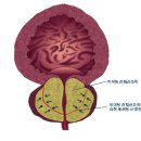 [남성의학자 김세철의 성(性)스러운 이야기3]카사노바는 성기능이 조로(早老)했을까? 이미지