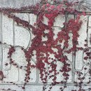 [뉴스경남] 이기영작가의 디카시 한 편 : 가을 벽화 - 이광일(중국) 이미지