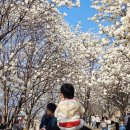 봉하5-10 농로 | 김해 목련숲 3월 꽃구경 주차 개화상황 포토존 방문 후기