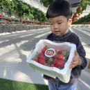 천안OK캠핑 | 설날 명절 연휴 아이랑 어디갈까? 🍓 천안아산 딸기체험 도치팜 27개월 아기랑 다녀온 후기