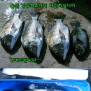욕지바다낚시 Daum카페