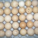 2015,07,20~24. / 푸드뱅크 - 계란,근대,열무,상추,고추,떡, 닭, 식재료 이미지
