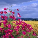 흰구름 맑은달 이미지