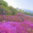 번개걷기(4.22.토요일) 군포철쭉동산/수리산 갑니다. 이미지