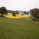 유채와바다 이미지