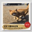 낭만그루밍 | 단양 구름위의산책 솔직후기 패러글라이딩뷰 고양이마중카페