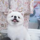 멍스바스 이미지