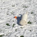 해뜨는유치원 | 양주 옥정 애견유치원&amp;애견호텔 추천 해뜨는댕 방문 솔직후기