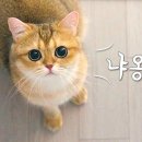 예쁜 고양이 베리의 울음소리 몰아보기 이미지