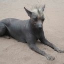 도그문(DOG MOON) 이미지