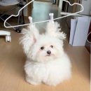 강아지세상 이미지