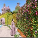 함평국화축제_251025 이미지