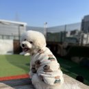 투퍼피 이미지
