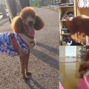 골목대장 이미지