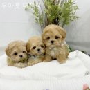 우아펫