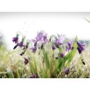 아침들녘 이미지