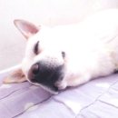 라임동물병원 | 내림 통증 바로 병원으로 Go&lt;더잘보살필걸 미안함&gt;청라라임동물병원 두번째 방문 좋아지고 있는거같아요
