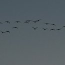 철새보는집 이미지