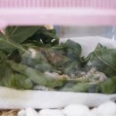 상주상회 이미지