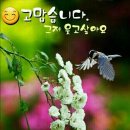 유나예나 Daum카페