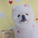 몽몽바블펫# 이미지